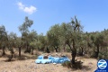 00000754-kever-rabbi-natan-habavli.jpg