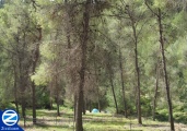 00001027-kipa-rebbe-elazar-hamodai-nabratein-forest.jpg