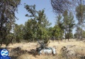 00000659-tziyon-biray-darv-safra.jpg