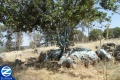 00000657-son-rav-safra-kever.jpg