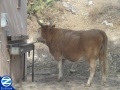 00000130-cow-drinking-faucet-yonaton-ben-uziel.jpg